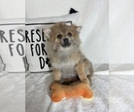 Small #2 Pomeranian