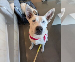 Siberian Husky-Unknown Mix Dogs for adoption in Green Forest, AR, USA