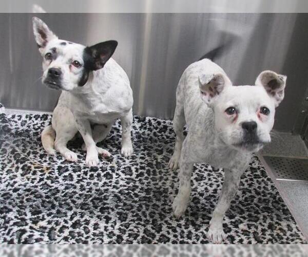 Medium Photo #1 French Bullhuahua Puppy For Sale in Orange, CA, USA
