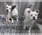 Small French Bullhuahua