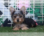 Small Photo #1 Yorkshire Terrier Puppy For Sale in MARIETTA, GA, USA