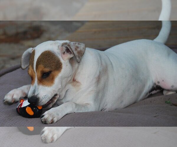 Medium Photo #7 Mutt Puppy For Sale in Spring, TX, USA