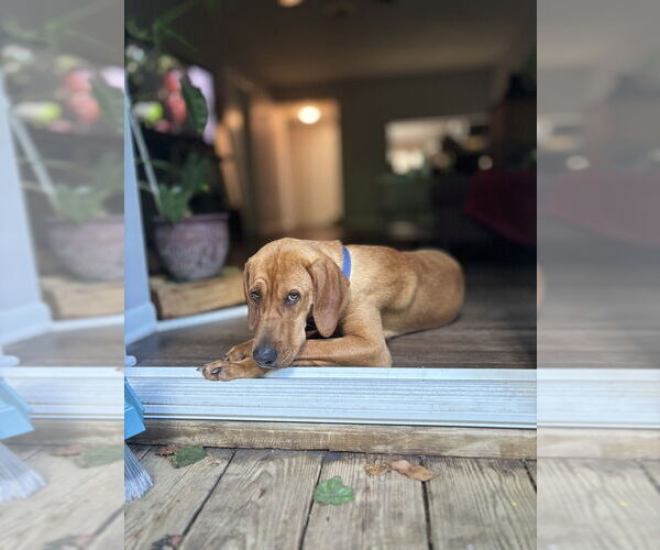Medium Photo #6 Mutt Puppy For Sale in Candler, NC, USA