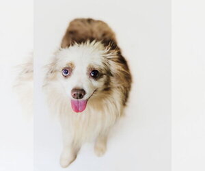 Australian Shepherd Dogs for adoption in York, SC, USA