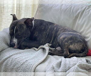 Alvin - Male Mutt Dog for Adoption - Photo #8