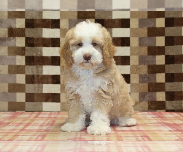 Medium Photo #3 Bernedoodle (Miniature) Puppy For Sale in DENVER, PA, USA