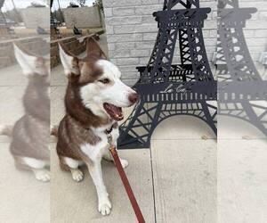Siberian Husky Dogs for adoption in Carrollton, TX, USA
