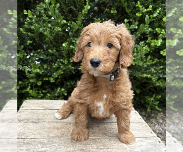 Medium Photo #2 Goldendoodle (Miniature) Puppy For Sale in MIDDLEBURY, IN, USA