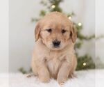 Small #2 Golden Retriever