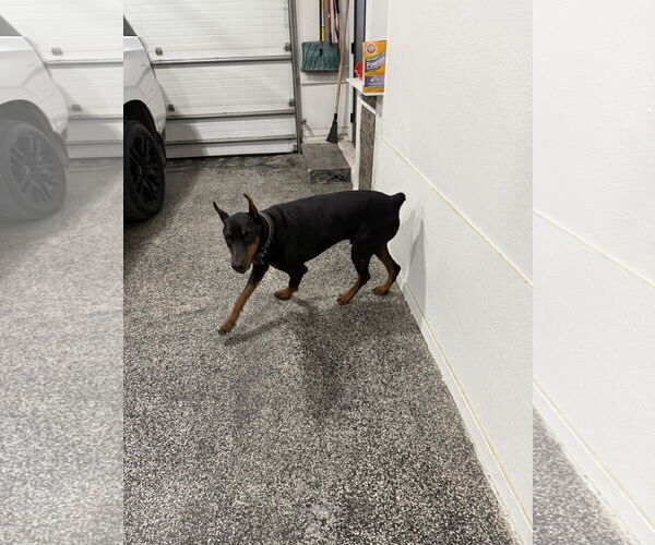 Medium Photo #7 Doberman Pinscher Puppy For Sale in Buffalo, MN, USA