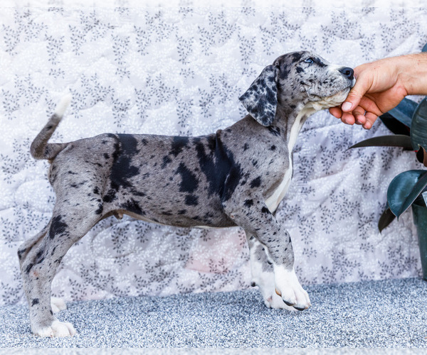 Medium Photo #23 Great Dane Puppy For Sale in WAKARUSA, IN, USA