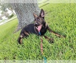 Small Photo #5 German Shepherd Dog Puppy For Sale in CLERMONT, FL, USA