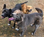 Small #3 Australian Shepherd Mix