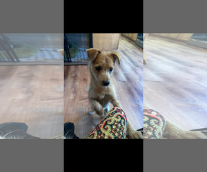 Mutt Dogs for adoption in Jackson Township, NJ, USA