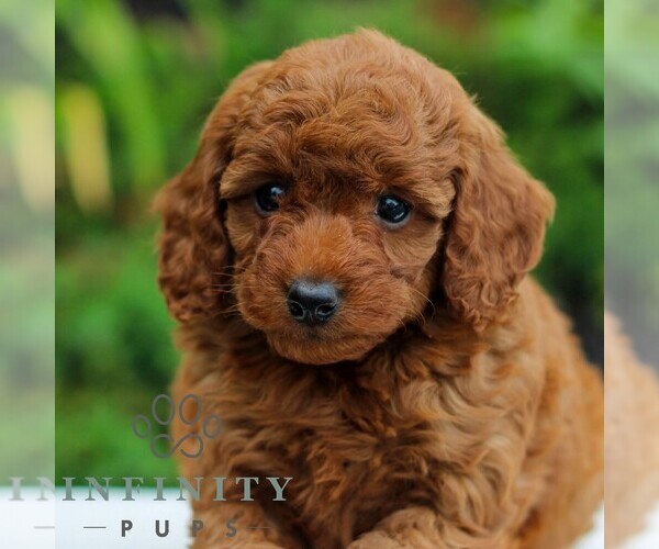 Medium Photo #4 Goldendoodle (Miniature) Puppy For Sale in LITITZ, PA, USA