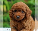 Small #3 Goldendoodle (Miniature)