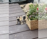 Small French Bulldog