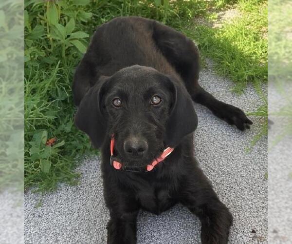 Medium Photo #1 Miniature Labradoodle Puppy For Sale in San Diego, CA, USA