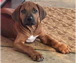 Small #31 Rhodesian Ridgeback