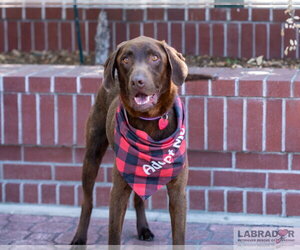 Labrador Retriever Dogs for adoption in Clovis, CA, USA