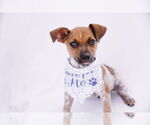 Small Photo #8 Mutt Puppy For Sale in Princeton, MN, USA