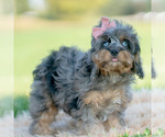 Puppy Toodles Cavapoo (Miniature)