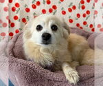 Small Pomeranian Mix