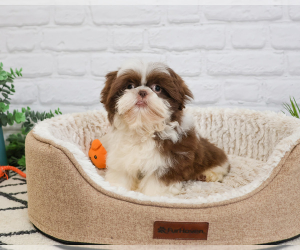 Medium Photo #2 Shih Tzu Puppy For Sale in SYRACUSE, IN, USA