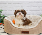 Small #1 Shih Tzu