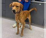Small #1 Golden Retriever Mix