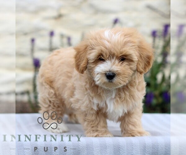 Medium Photo #4 Maltipoo Puppy For Sale in LEBANON, PA, USA