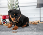 Small #2 Rottweiler