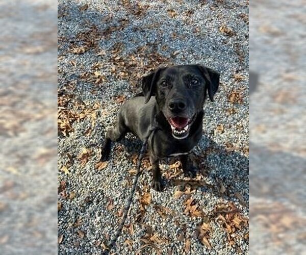 Medium Photo #1 Labrador Retriever-Unknown Mix Puppy For Sale in Raleigh, NC, USA