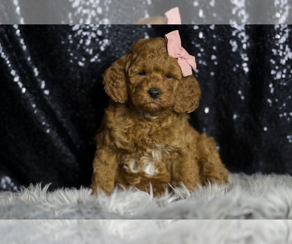 Medium Photo #7 Goldendoodle (Miniature) Puppy For Sale in WARSAW, IN, USA