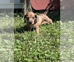 Small #3 Dachshund