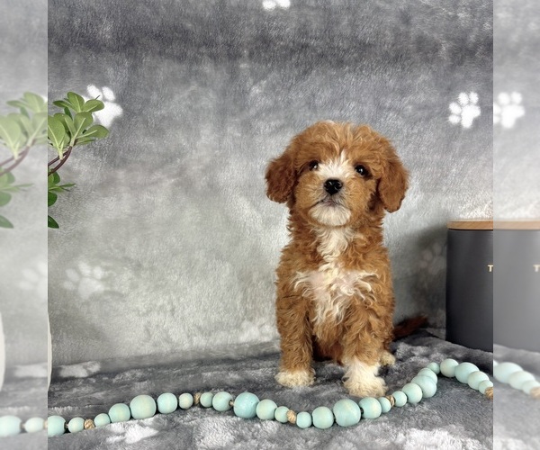 Medium Photo #5 Goldendoodle (Miniature) Puppy For Sale in INDIANAPOLIS, IN, USA
