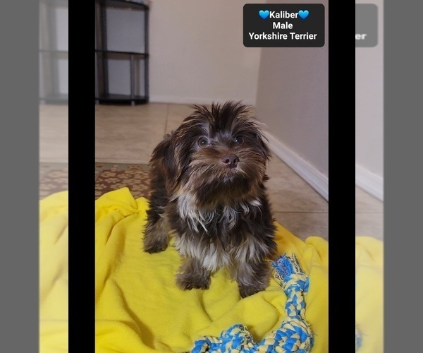 Medium Photo #2 Yorkshire Terrier Puppy For Sale in TUCSON, AZ, USA