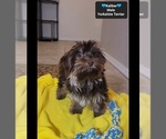 Small #1 Yorkshire Terrier