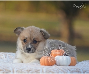 Pembroke Welsh Corgi Puppy for sale in ANDALUSIA, AL, USA