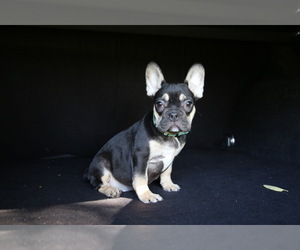 French Bulldog Puppy for sale in METUCHEN, NJ, USA
