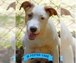 Small #2 American Staffordshire Terrier-Australian Shepherd Mix
