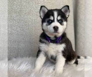 Pomsky Puppy for sale in GORDONVILLE, PA, USA