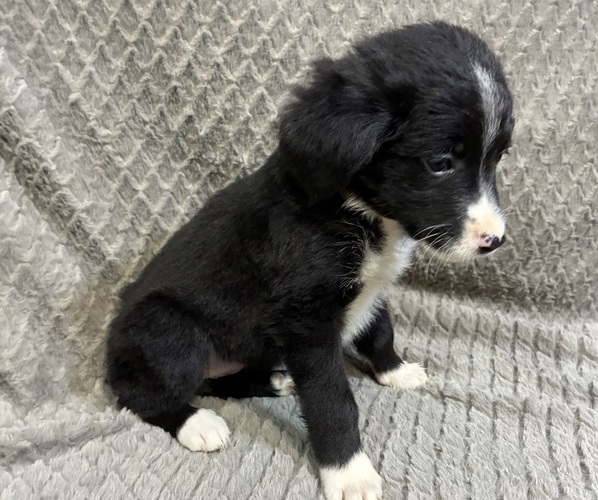 Medium Photo #2 Bordernese Puppy For Sale in CHETEK, WI, USA