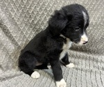 Small #1 Bordernese