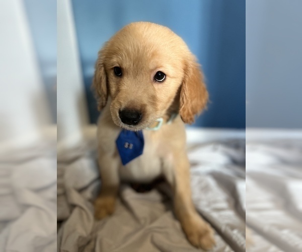 Medium Photo #3 Golden Retriever Puppy For Sale in KENNER, LA, USA