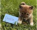 Small Photo #1 Shiba Inu Puppy For Sale in BONDUEL, WI, USA