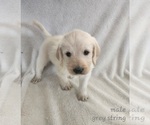 Small Photo #8 Labradoodle Puppy For Sale in WELLINGTON, CO, USA