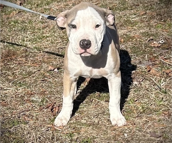 Medium Photo #1 American Bully Puppy For Sale in SALEM, IL, USA