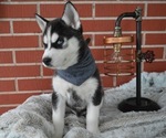Small Photo #5 Siberian Husky Puppy For Sale in HONEY BROOK, PA, USA