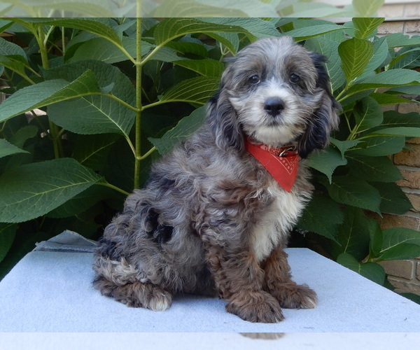 Medium Photo #5 Cock-A-Poo Puppy For Sale in MILLERSBURG, OH, USA